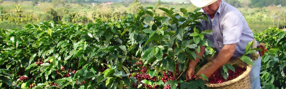 Сбор кофе